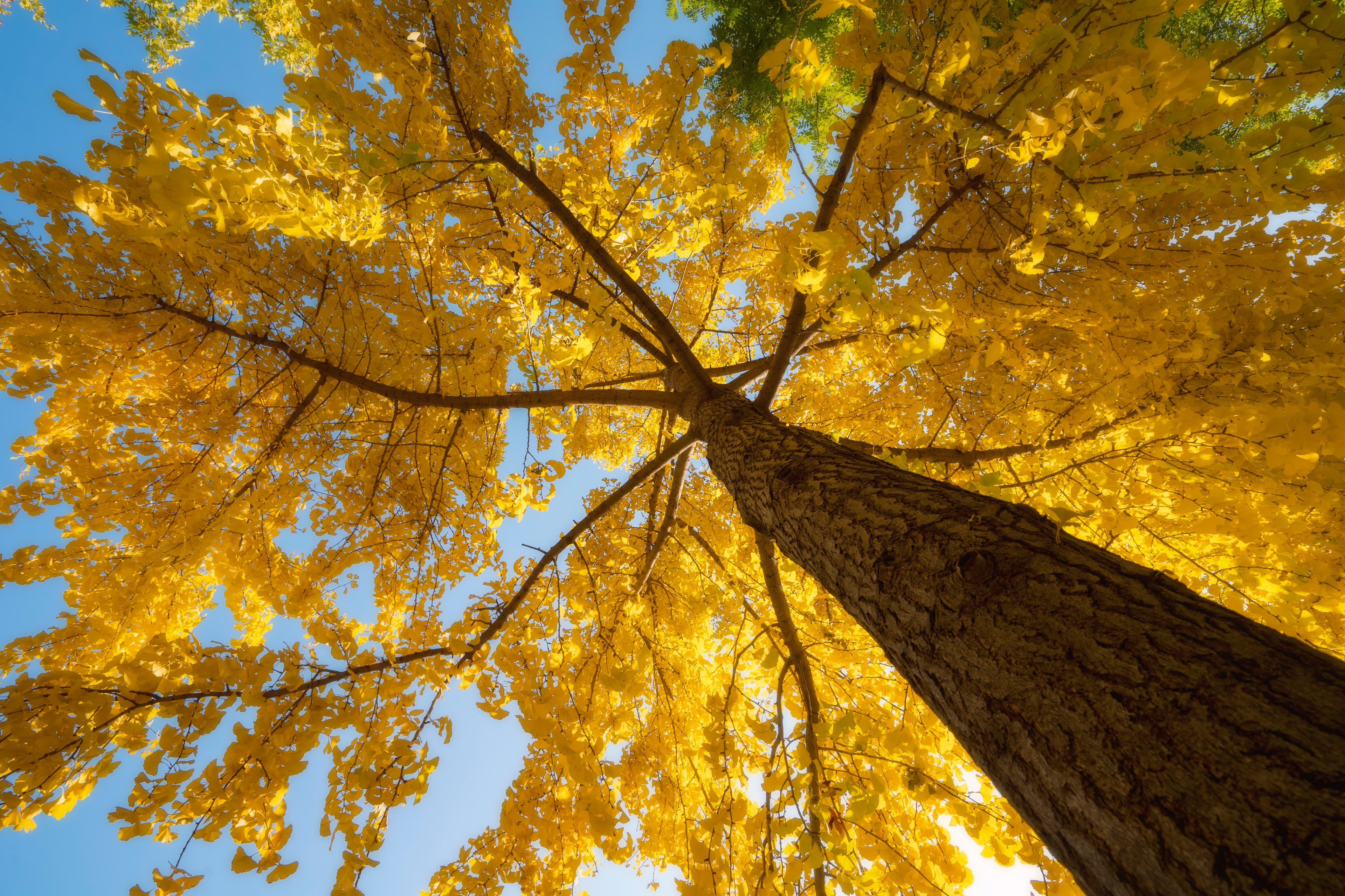 Tsinghua · Autumn