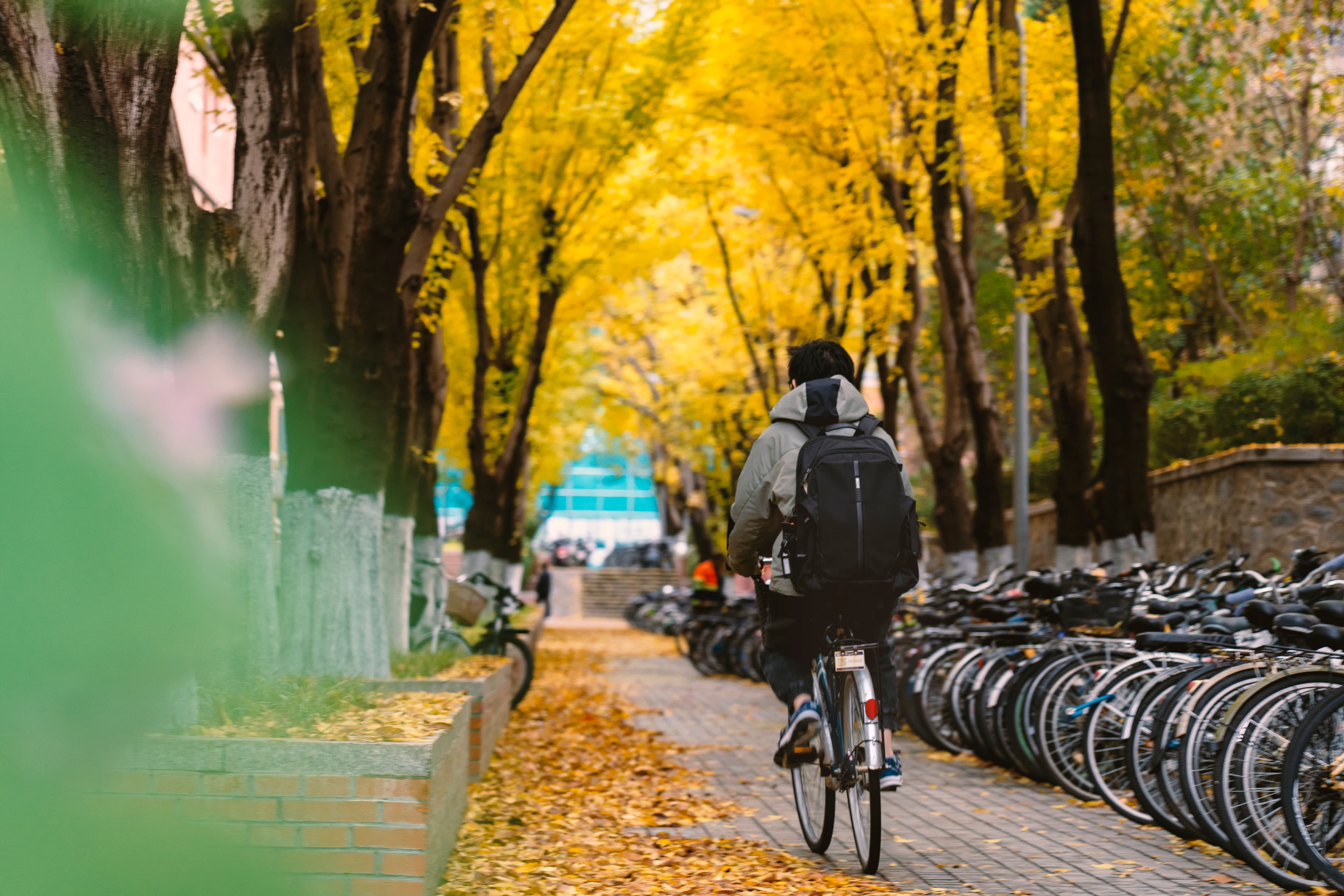 Tsinghua · Autumn Path